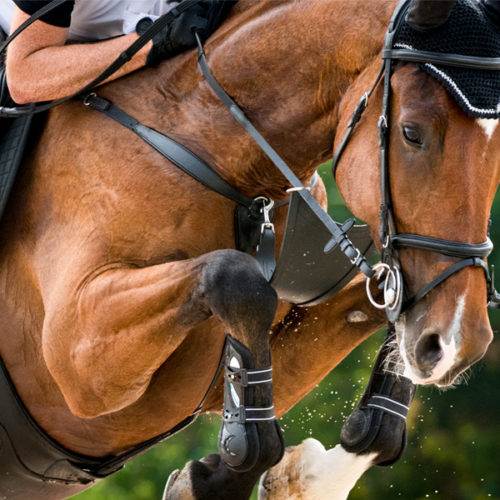 Equine