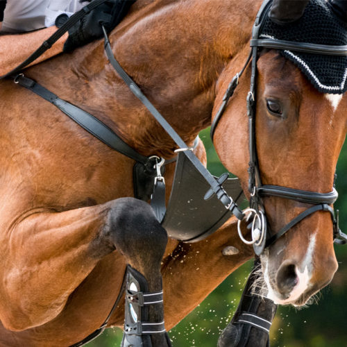 Equine