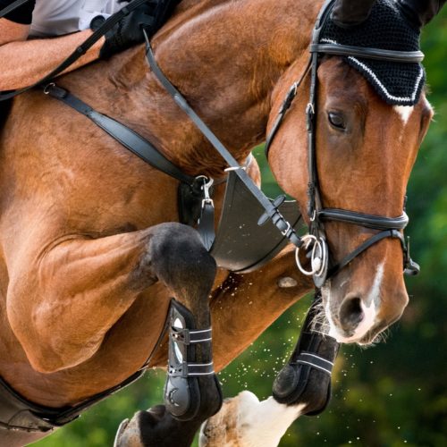 Equine web