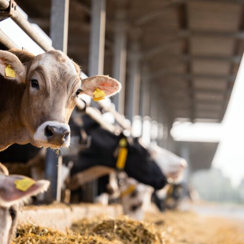 Curious cow looking to the camera at cattle farm.